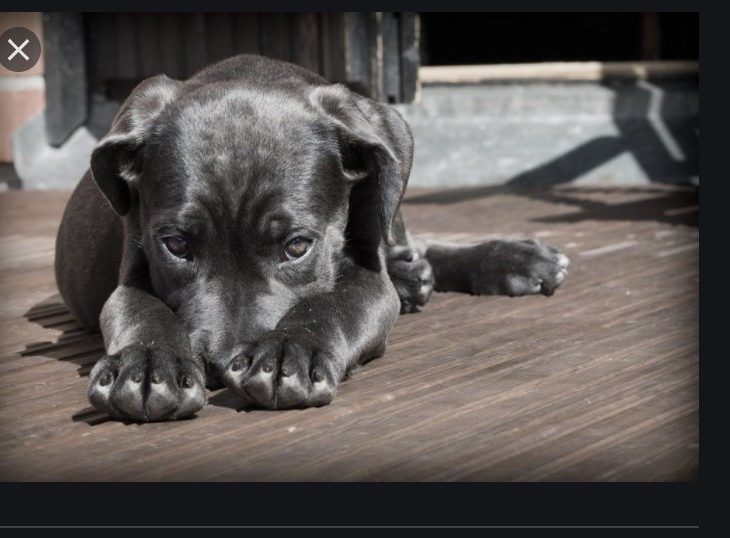 Turkish economy laid low by Covid-19, Erdogan