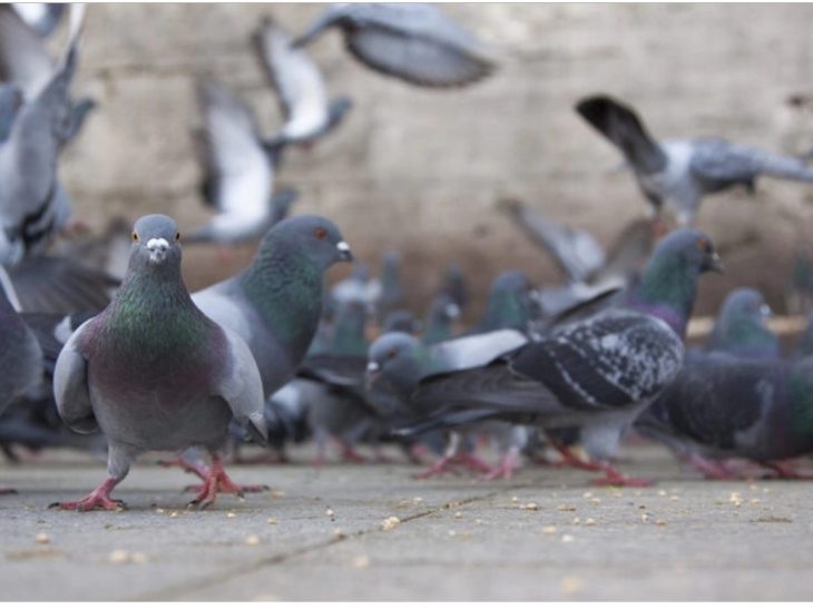 Powell, the arch-dove keeps EM, TL strong