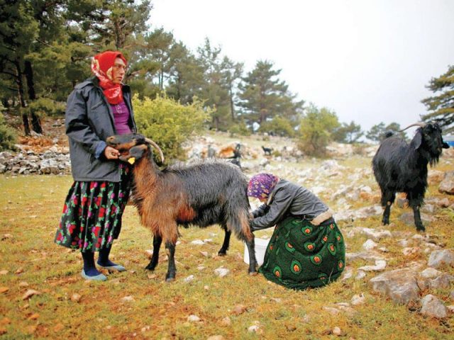Land disputes, climate change pressure Turkish nomads to settle