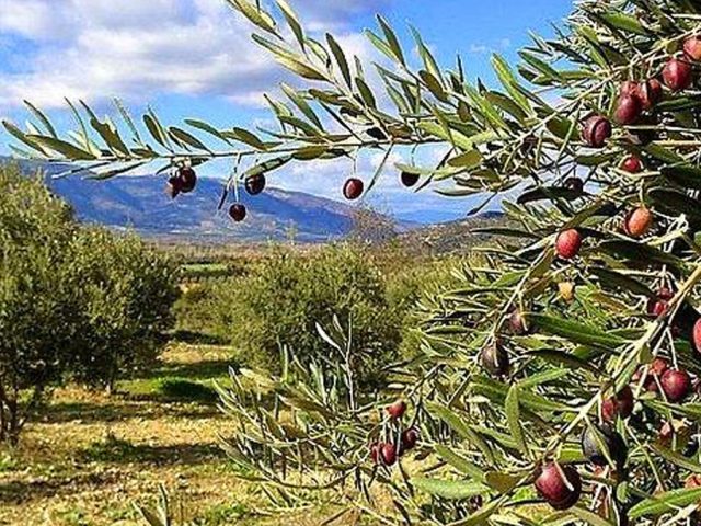 Turkish government opens olive groves to mining