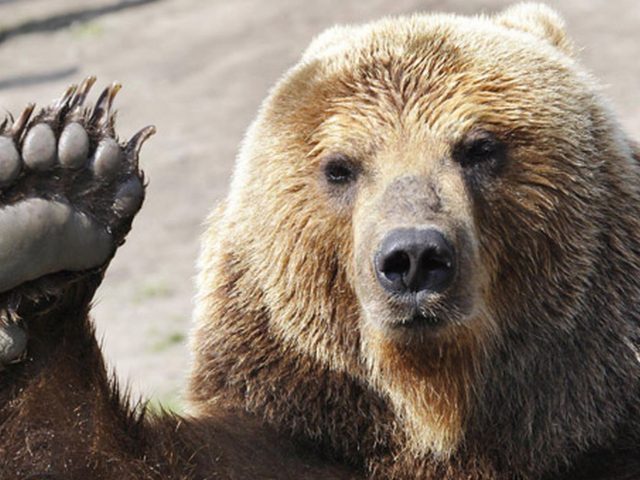 Brown bear high on ‘mad honey’ rescued in Turkey