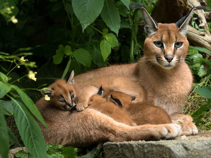Camera trap captures endangered Aegean species in Turkey