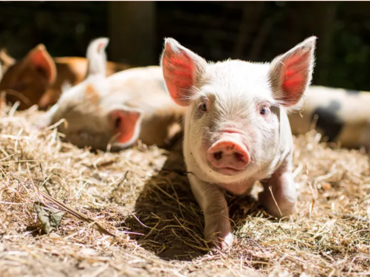 Treasury to borrow up to TL450 billion to pay for the subsidized home loan project