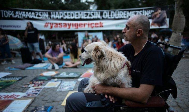 Dog massacre: Another Turkish municipality accused of mass stray dog killings