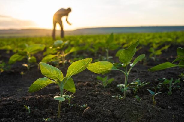 Is Turkey Set for a Historic Harvest in 2026?