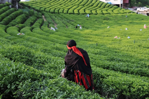 ÇAYKUR Contracted Personnel Appointments for Seasonal Workers